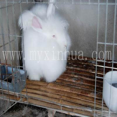 長毛兔養(yǎng)殖不僅僅需要養(yǎng)殖技術(shù)更加需要經(jīng)驗！