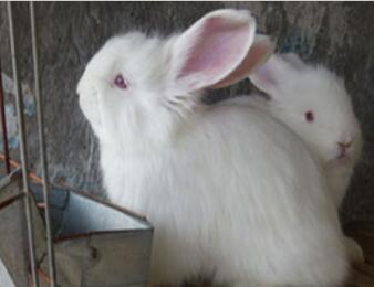 養(yǎng)100只長毛兔的年利潤是多少呢