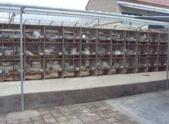 蒙陰長毛兔屁股周圍的毛發必須經常清洗