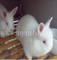 用青飼料喂養(yǎng)長毛兔，有利于長毛兔的生長和繁殖