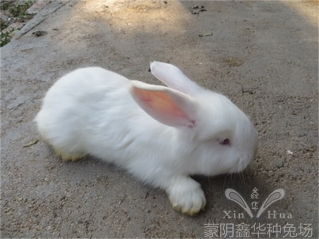 安哥拉長(zhǎng)毛兔剪毛的方法及流程！