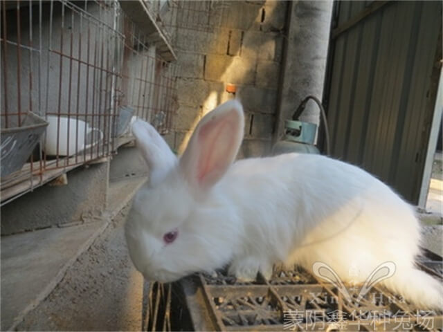 如何提高安哥拉兔的經(jīng)濟效益？