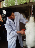 長毛兔兔毛的產量和質量如何來提高？
