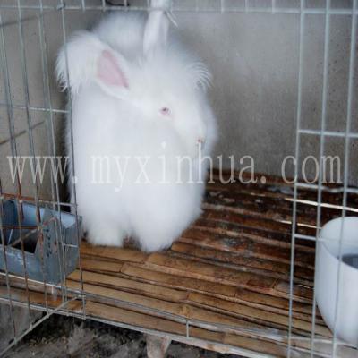 長(zhǎng)毛兔的飼養(yǎng)管理上的環(huán)境控制要點(diǎn)！