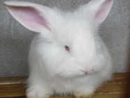 長(zhǎng)毛兔出現(xiàn)拉稀現(xiàn)象是什么原因？